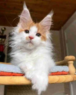 Maincoon kittens for adoption and rehoming
