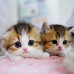 This lovely 🥰 kittens 🐱 are available tomorrow just inbox me right now for more information right away