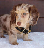 Adorable Dachshunds For Adoption