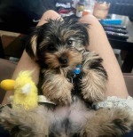 Yorkie puppies for adoption