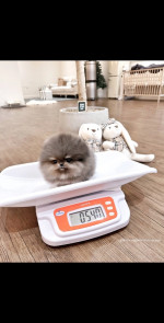 Teacup Pomeranian puppies for rehoming