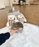 Teacup Pomeranian puppies for rehoming