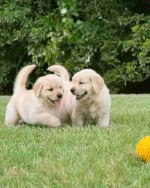 Golden retriever puppies