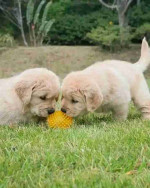 Golden retriever puppies