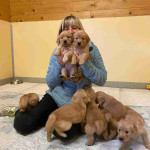 Golden retriever puppies for adoption