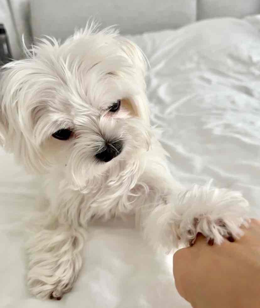 Adorable Maltese puppies for adoption