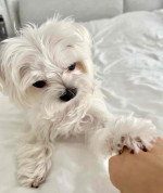 Adorable Maltese puppies for adoption