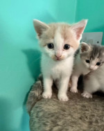 Kittens looking for their forever homes