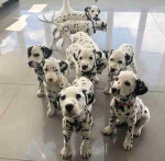 Female Dalmatian puppies looking for a good home rehoming
