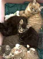 Maine coon kittens ready for adoption