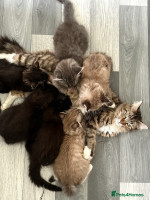Maine coon kittens ready for adoption