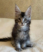 Mainecoon Kittens Available for rehoming.