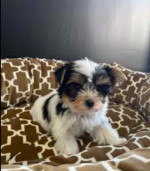 Small Wonder Yorkie