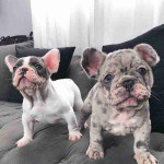 CUTE AND ADORABLE AKC REG FRENCH BULLDOG PUPPIES FOR SALE