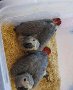 Fertile parrots eggs and parrots for sale