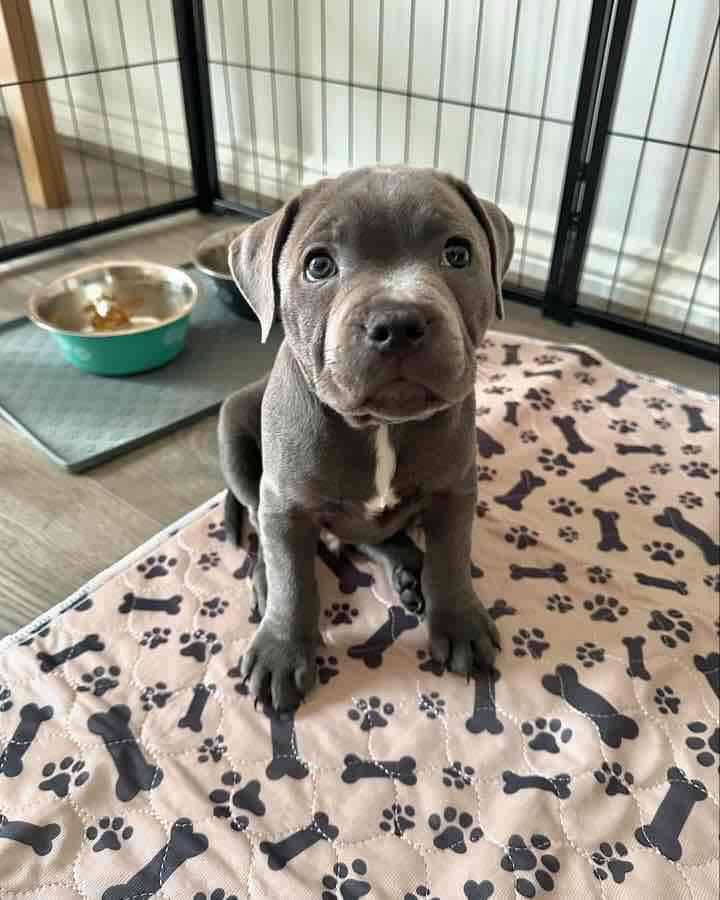 Staffy puppies available for adoption.