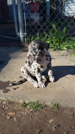 Beautiful Great Dane puppies for sale.