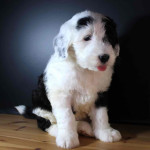 Sheepadoodle puppies for adoption Ready to be adopted Up to date with shots Message me for more info