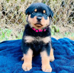 Maincoon kittens for adoption