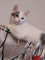 This adorable cat is up for sale