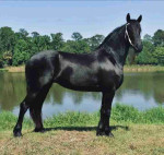 Fantastic Friesian mare horse