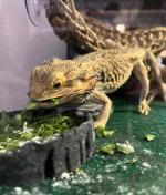 Bearded Dragon