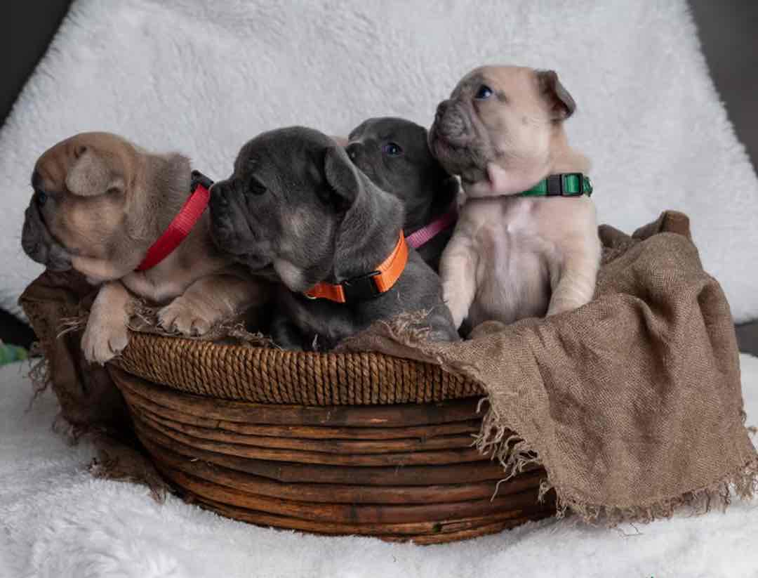Beautiful French Bulldog Babies 6 months Health Guarantee