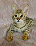 Vaccinated Bengal and savannah kittens for sale now with papers