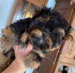 FREE PUPPIES@ they are yorkies mixed with love!! We can't keep 5 puppies sadly.. so they are in need of good homes!!. Only rehoming fee please dm me