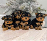 FREE PUPPIES@ they are yorkies mixed with love!! We can't keep 5 puppies sadly.. so they are in need of good homes!!. Only rehoming fee please dm me