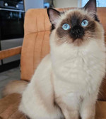 Meet this little Ragdoll