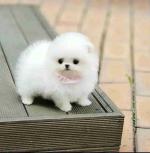 Pomeranian puppies