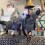 African Grey Parrots