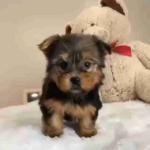 Great puppies available yorkie