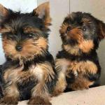 Pure breed yorkie puppies resdy