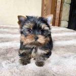 Yorkie breed puppies available for sale