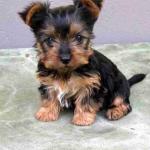 sale puppies of yorkshire terrier mini