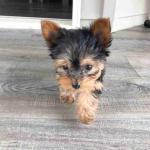 sale puppies of yorkshire terrier mini