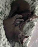 Russian blue male purebred cat for sale cheap