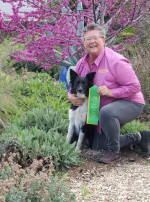 BORDER COLLIE TRAINING